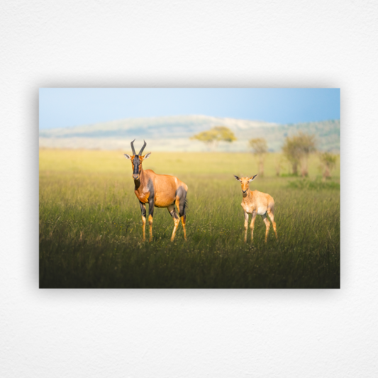 Une mère topi et son petit qui regardent dans la même direction