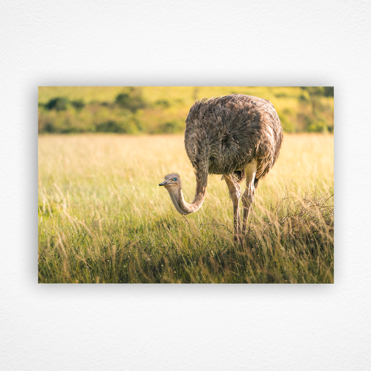 Autruche de saphir - papier d'art