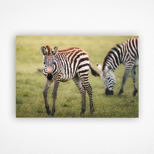 Jeune zébreau curieux