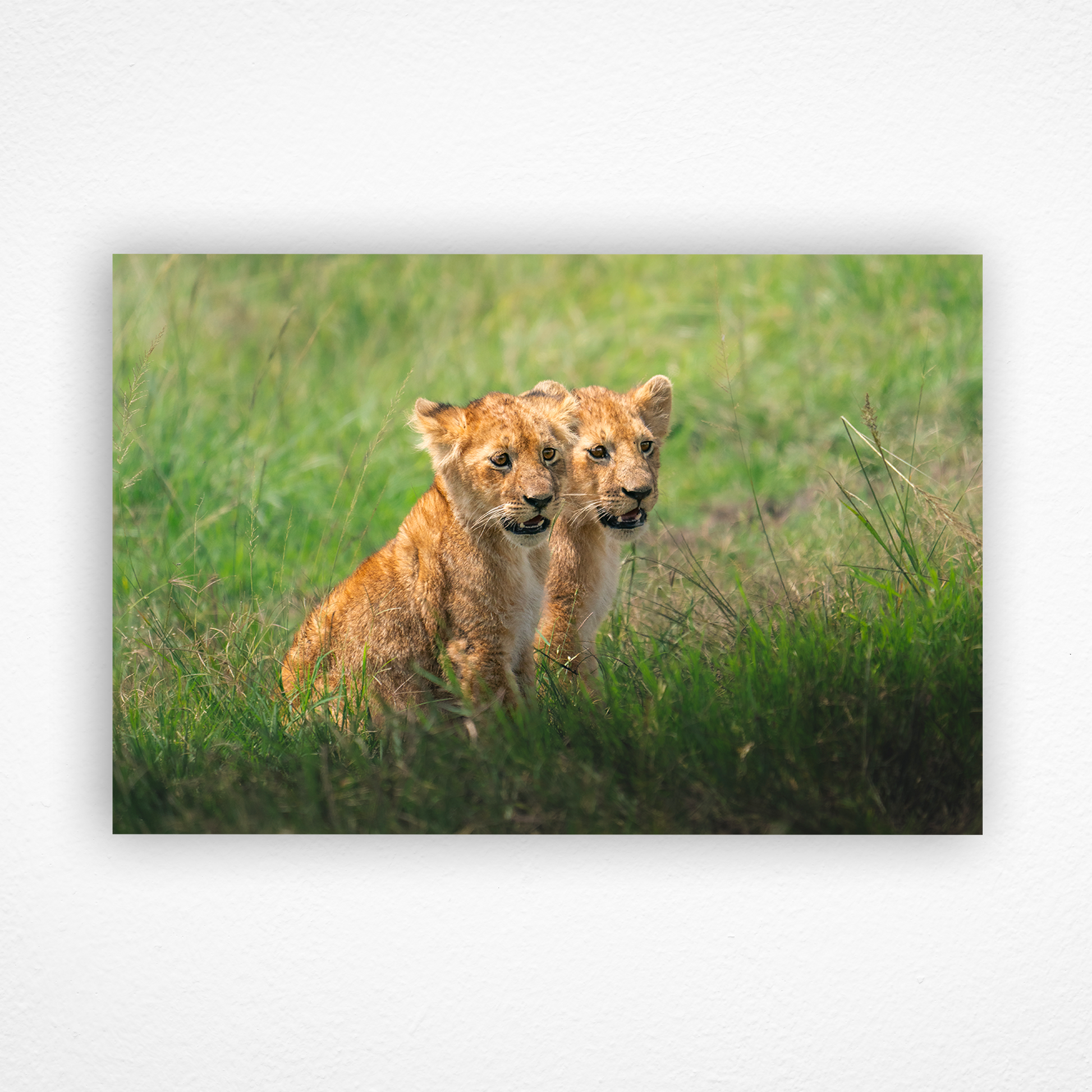 Deux lionceaux regardent dans la même direction