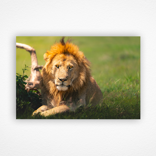 Lion couché avec un regard de feu