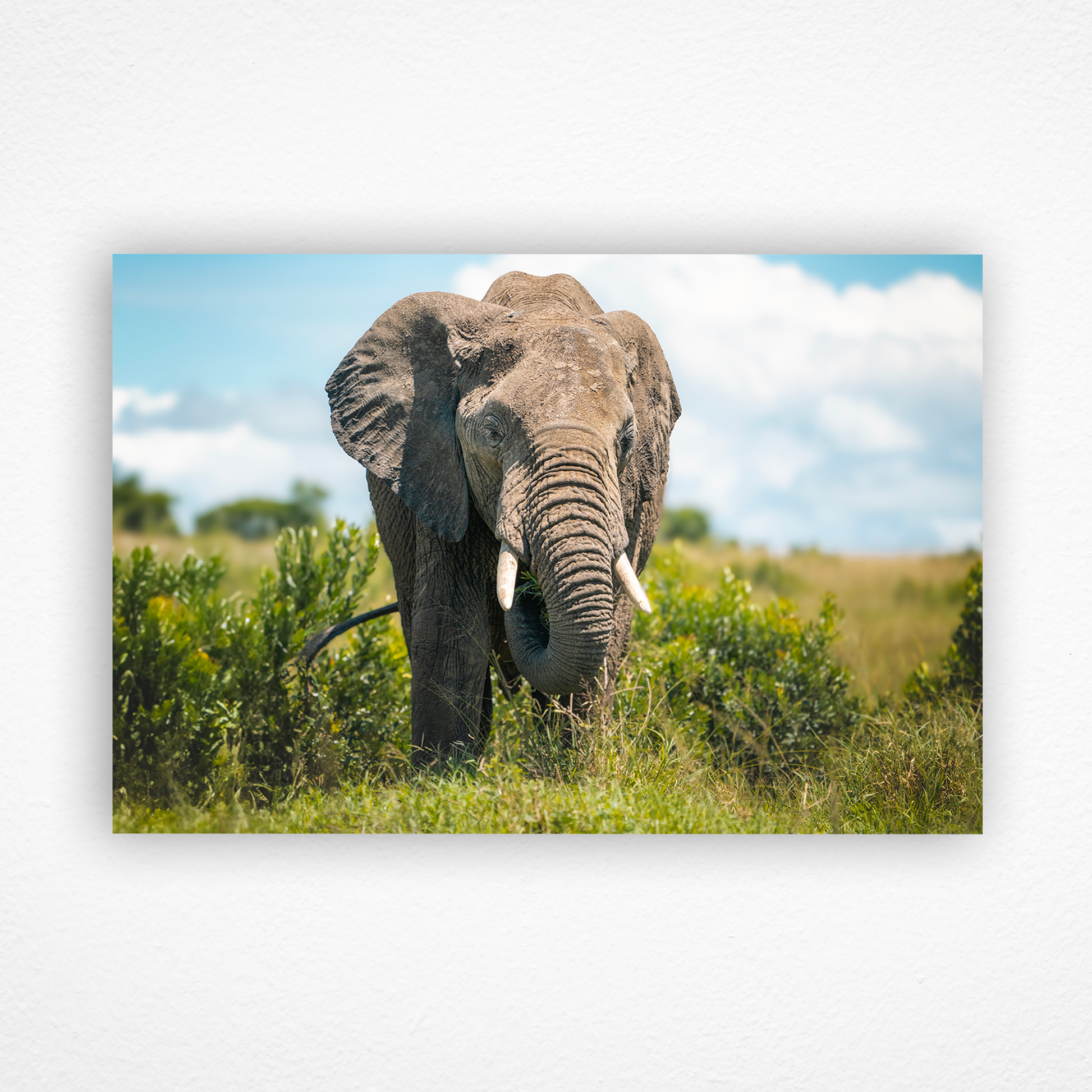 Éléphant se nourrissant d'herbe