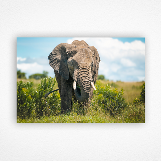 Éléphant se nourrissant d'herbe