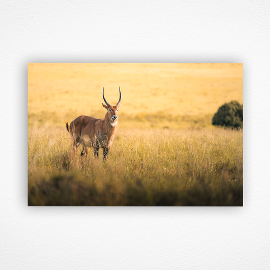 Waterbuck au couché du soleil