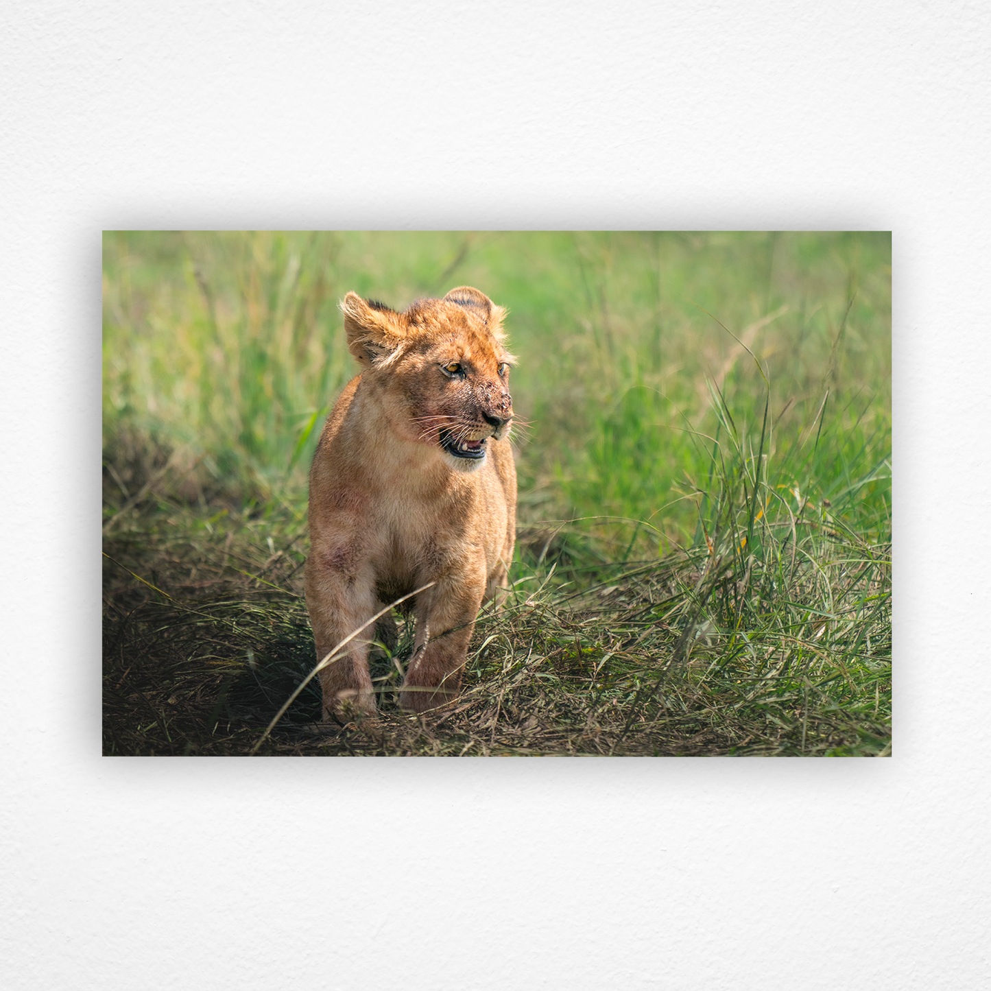 Lionceau qui marche avec des taches de sang sur la bouche