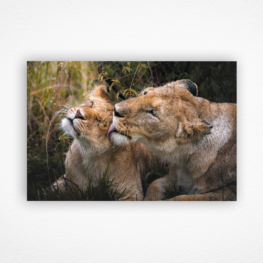 Lionne qui nettoie son bébé