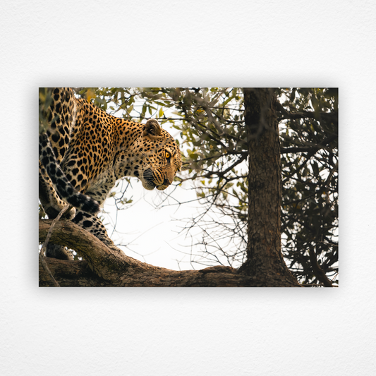 Léopard perché dans un arbre