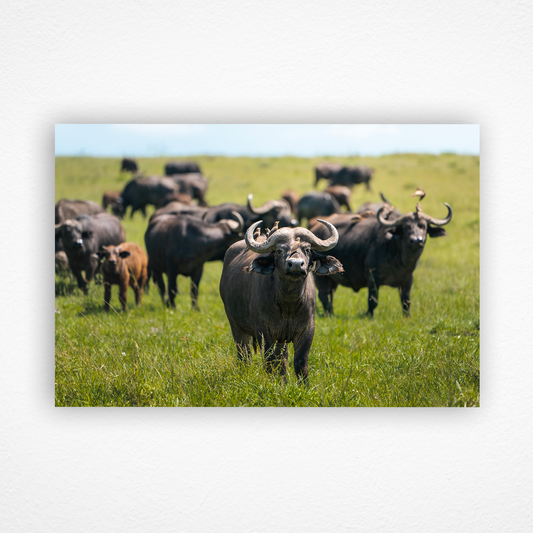 Troupeau de buffles dans la savane