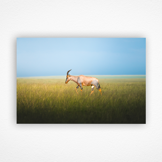 Topi de profil qui marche dans la savane