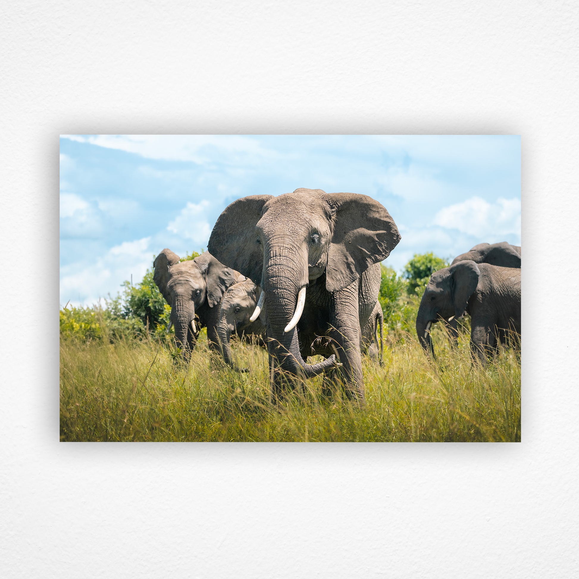 Troupeau d'éléphants dans la savane