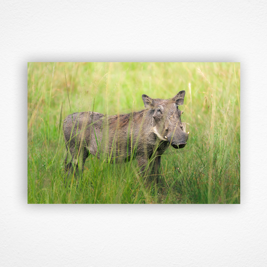 Pumba le phacochère