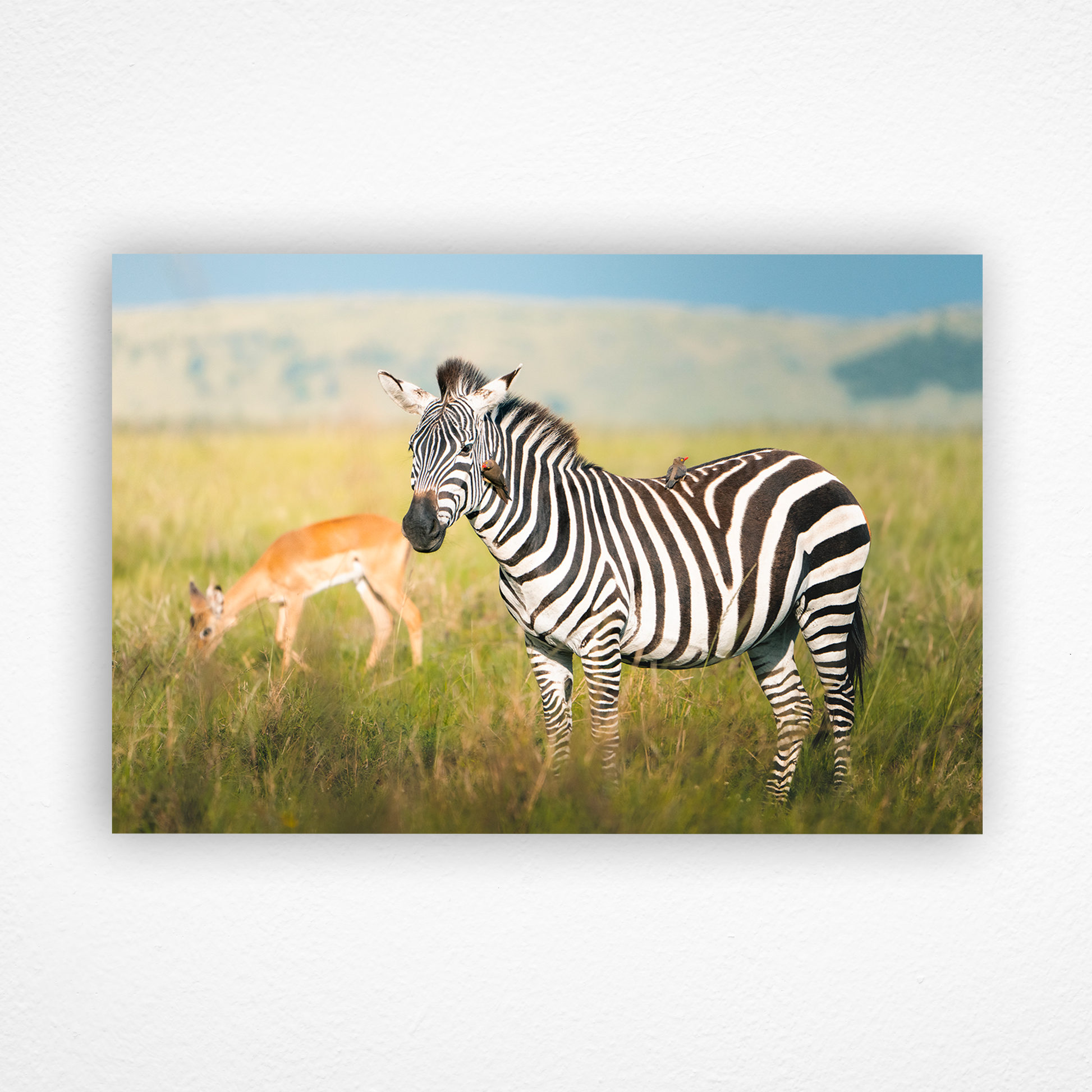 Zèbre et pique-bœuf dans la savane