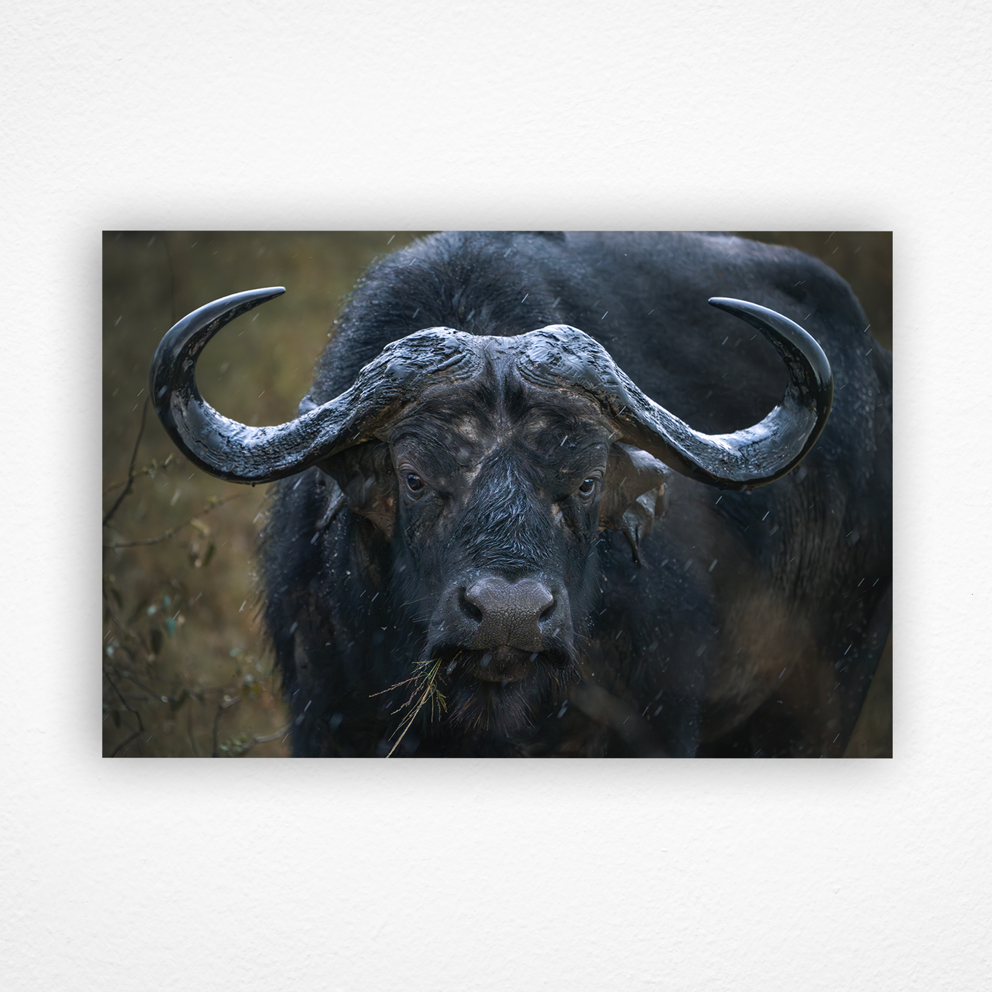 Regard d'un buffle qui mange