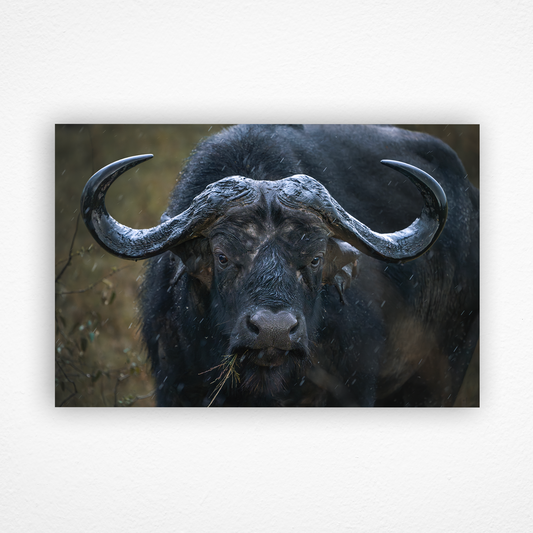 Regard d'un buffle qui mange