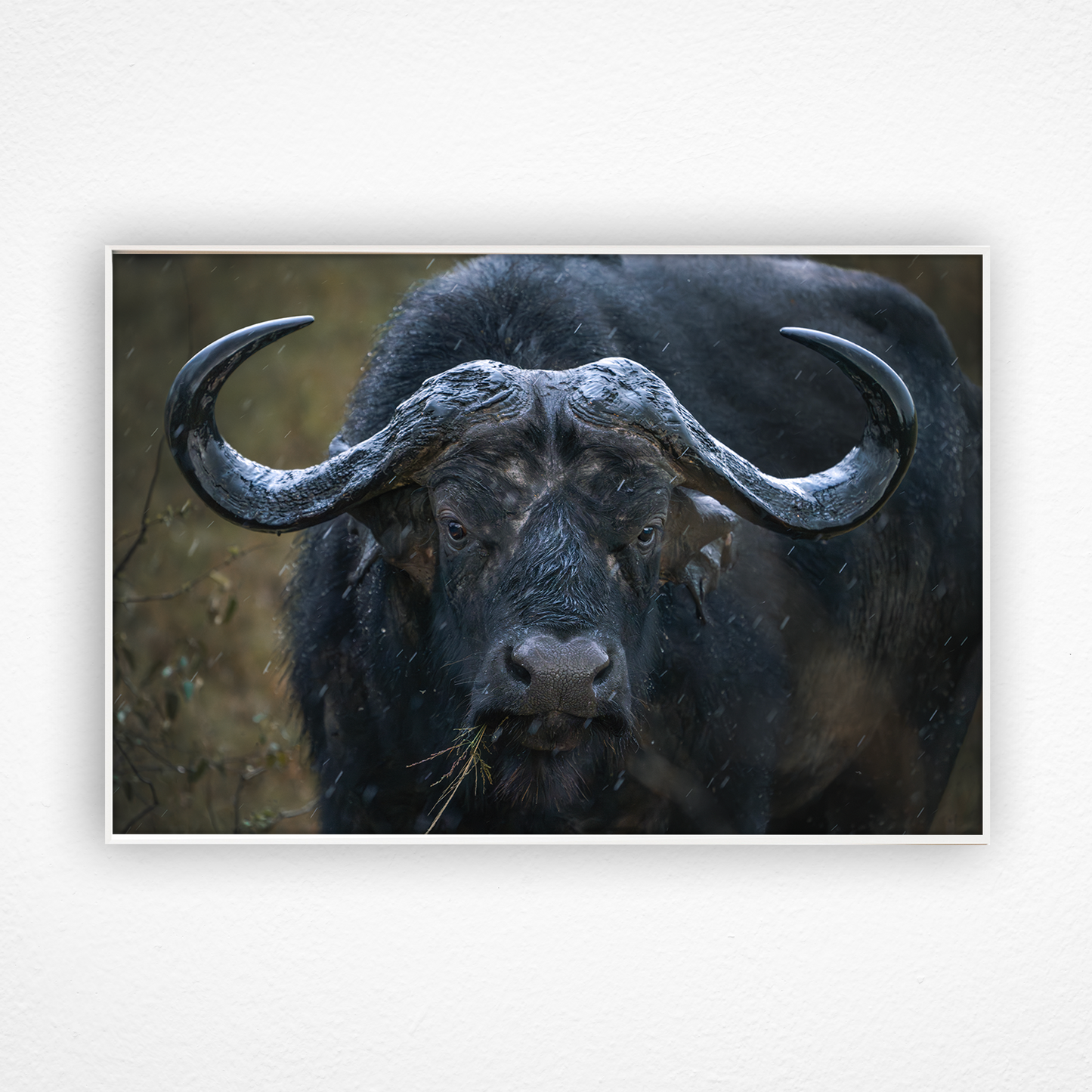 Regard d'un buffle qui mange dans un cadre blanc