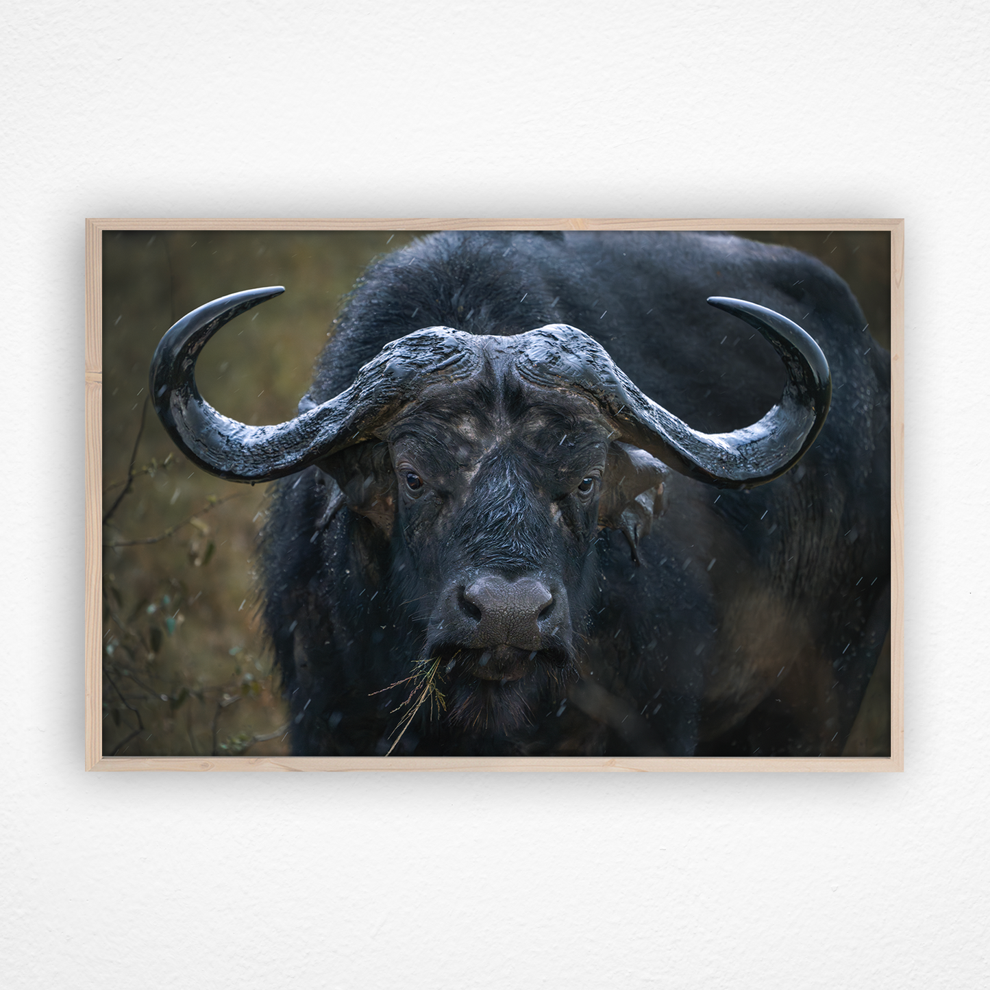 Regard d'un buffle qui mange dans un cadre en chêne