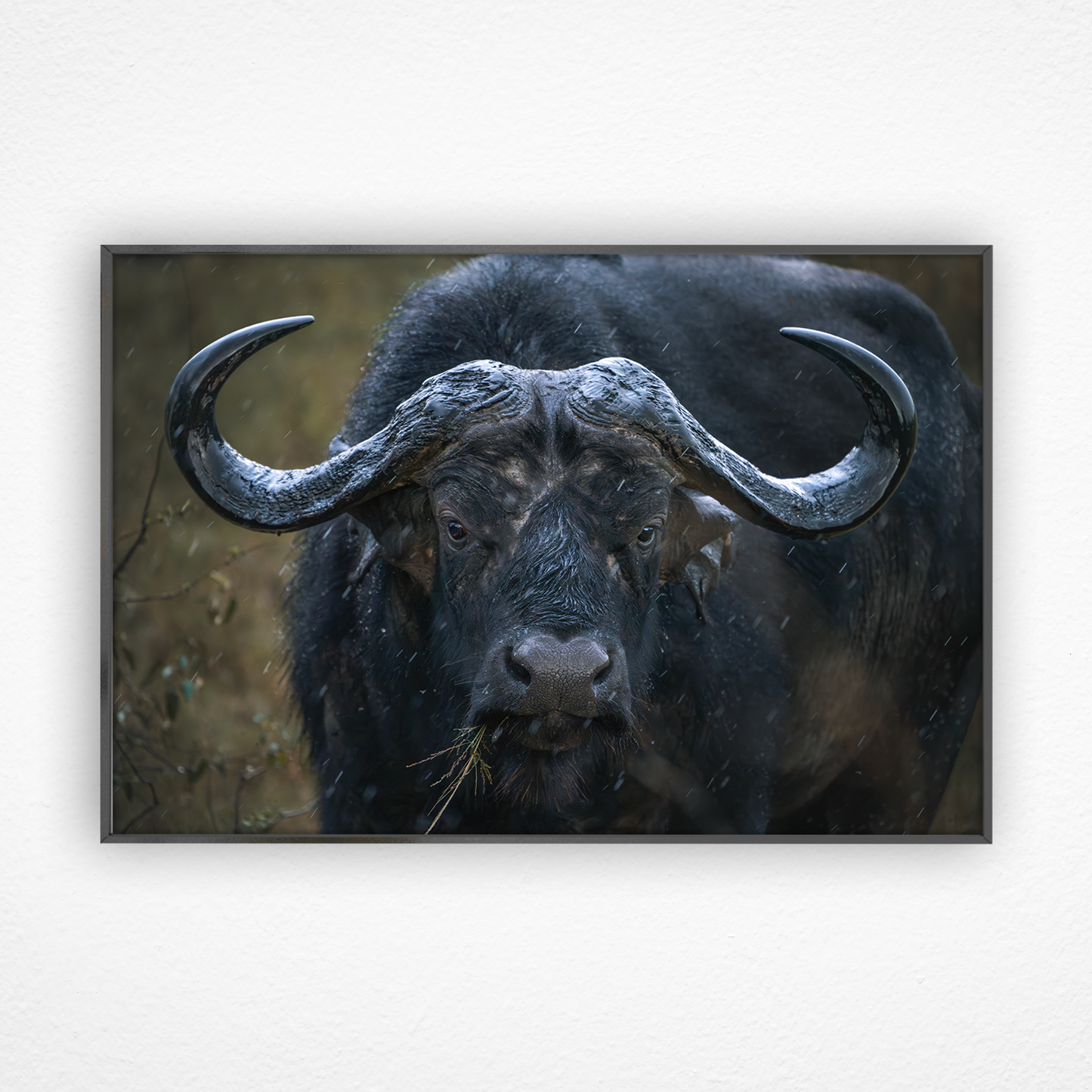 Regard d'un buffle qui mange dans un cadre noir