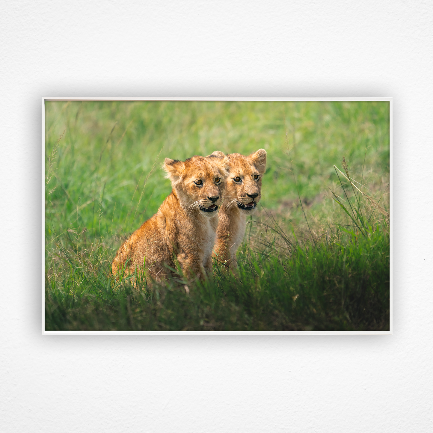 Deux lionceaux regardent dans la même direction dans un cadre blanc