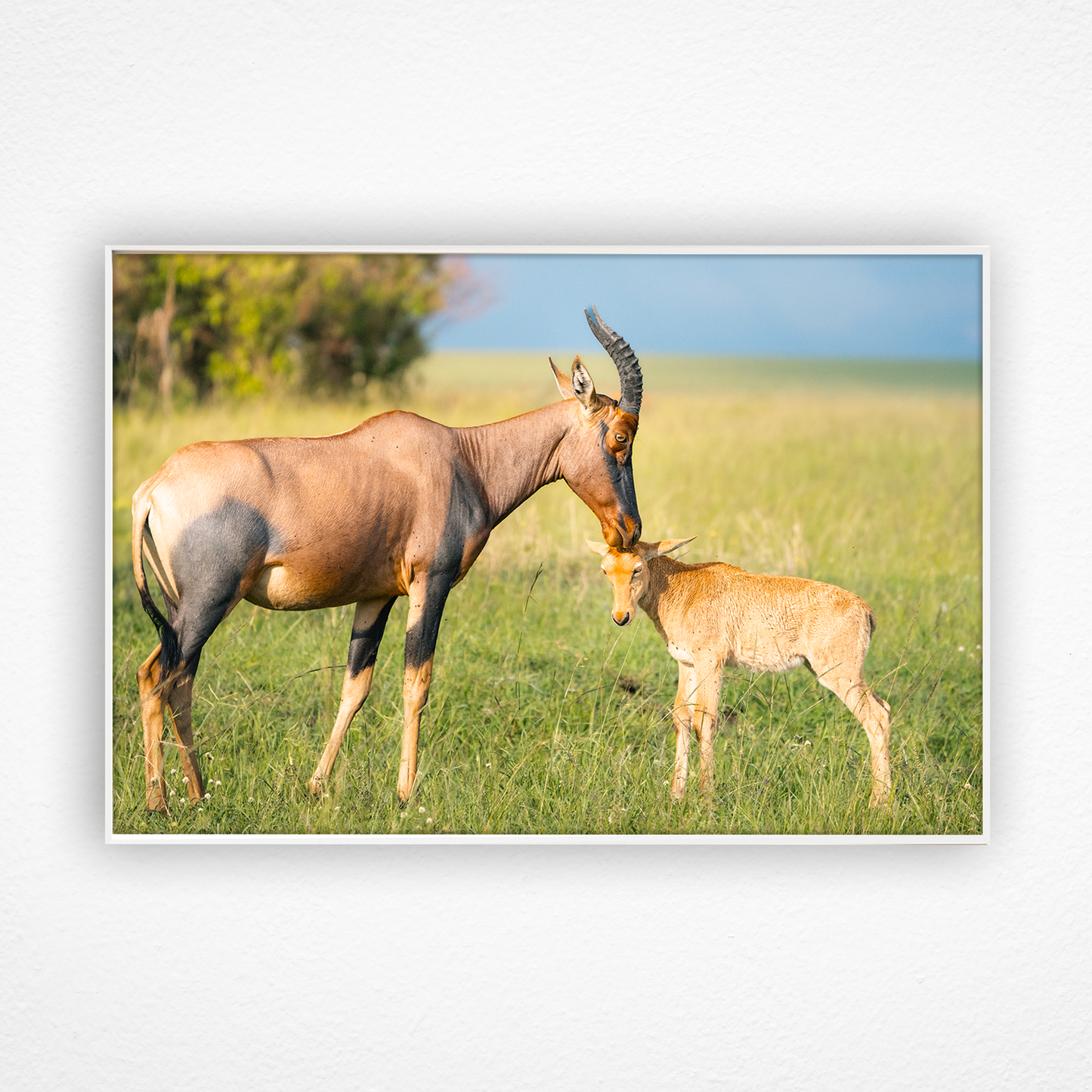 Antilope topi qui câline son petit dans un cadre blanc