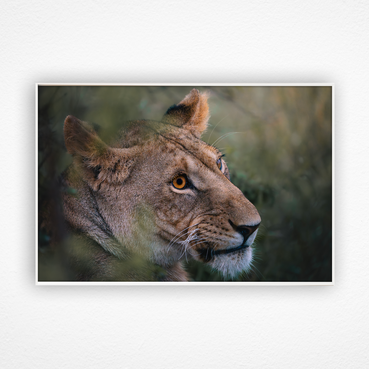 Lionne de profil avec des yeux oranges dans un cadre blanc