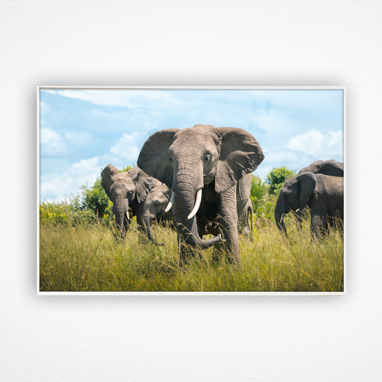 Troupeau d'éléphants dans la savane dans un cadre blanc