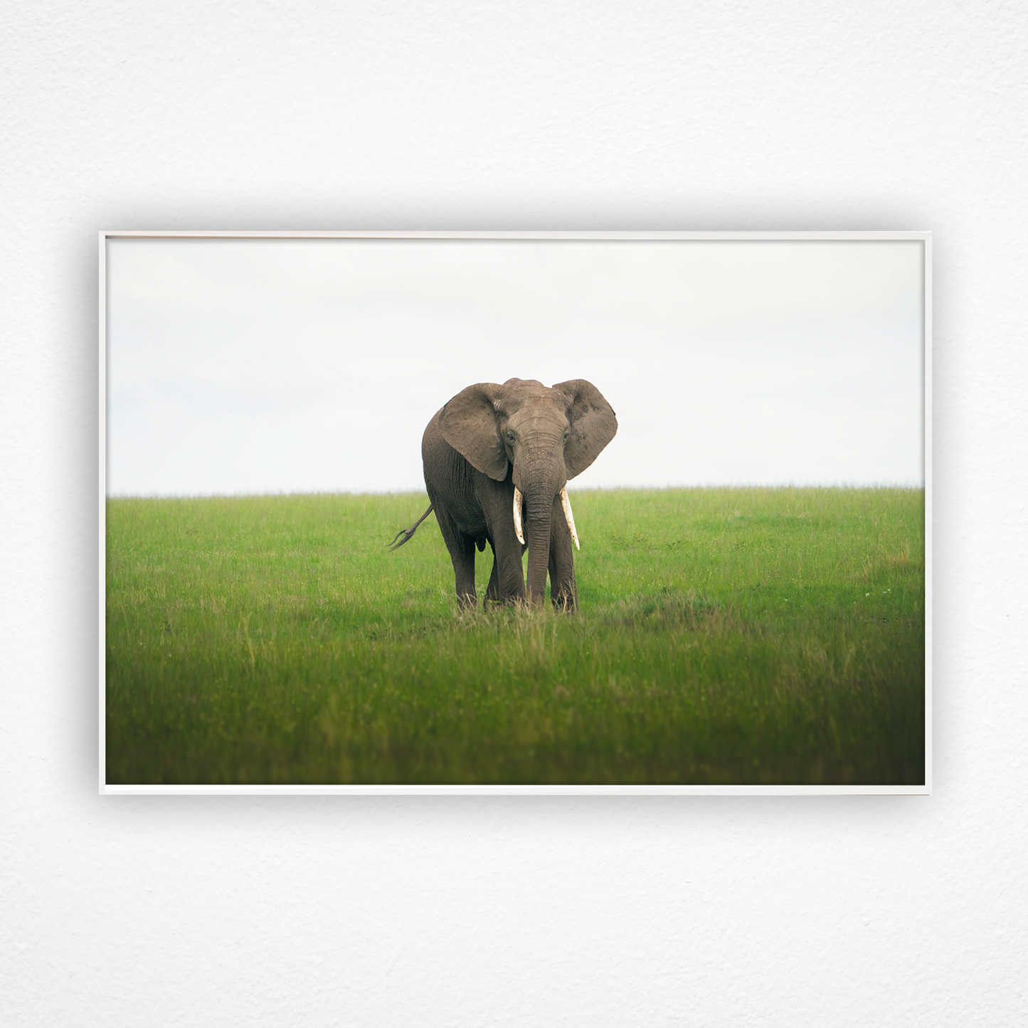 Éléphant qui marche dans la savane dans un cadre blanc