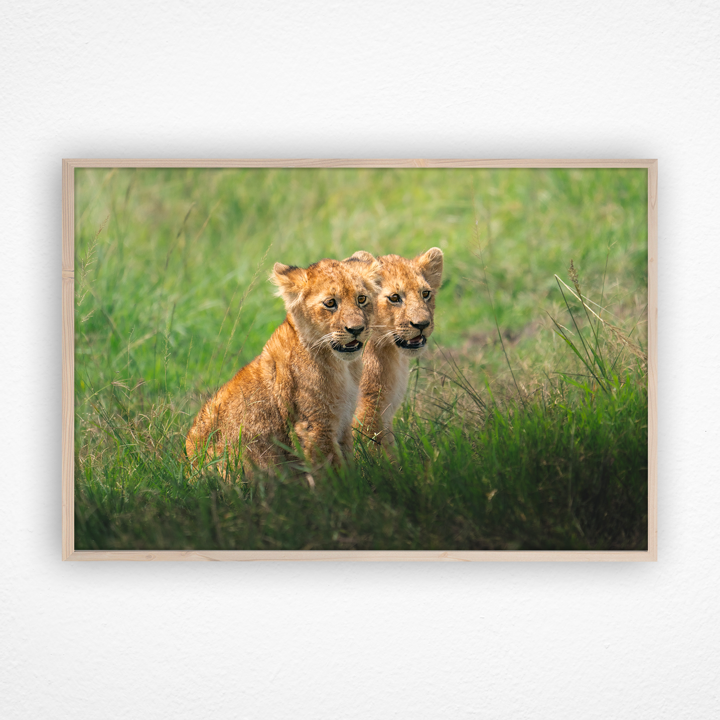 Deux lionceaux regardent dans la même direction dans un cadre en chêne