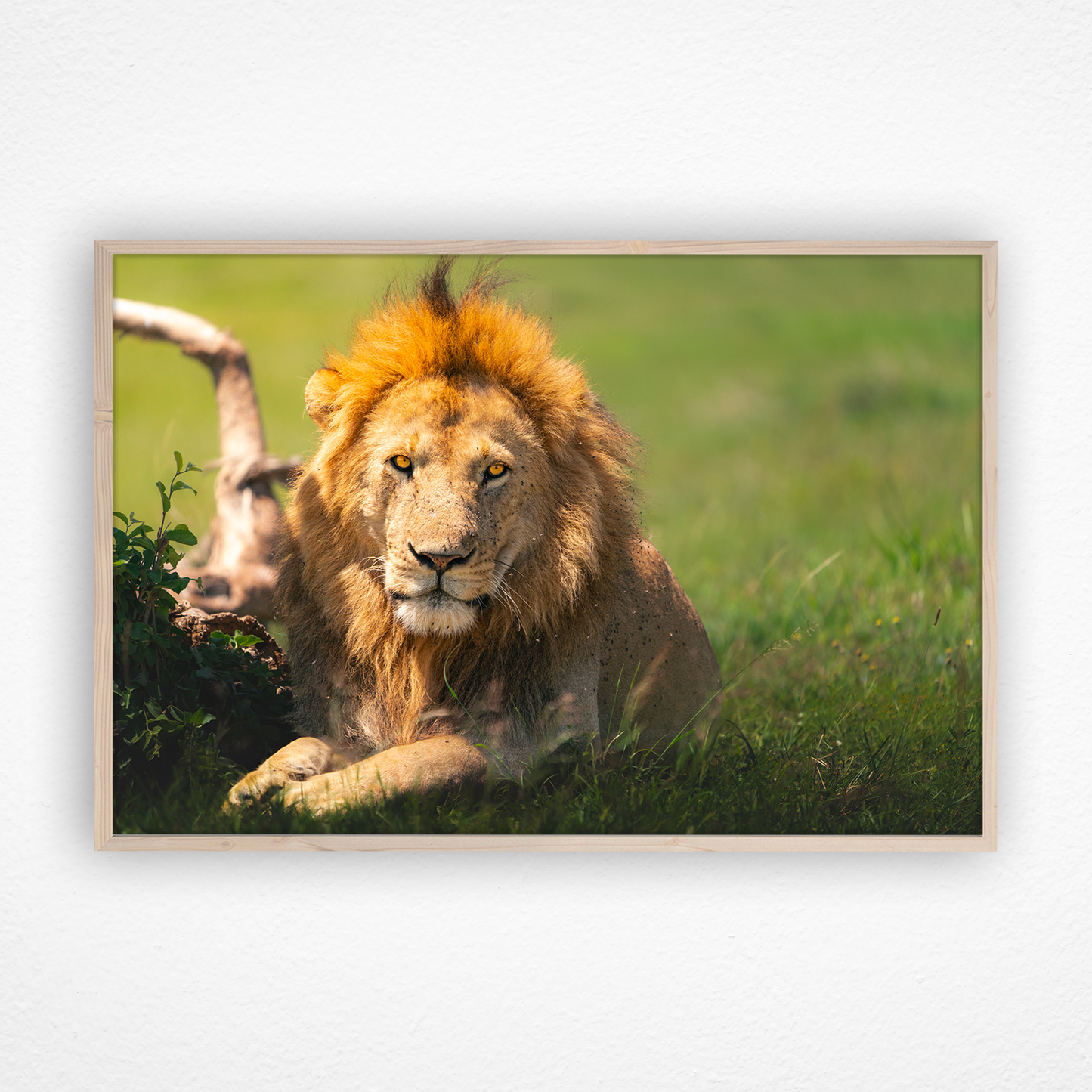 Lion couché avec un regard de feu dans un cadre en chêne