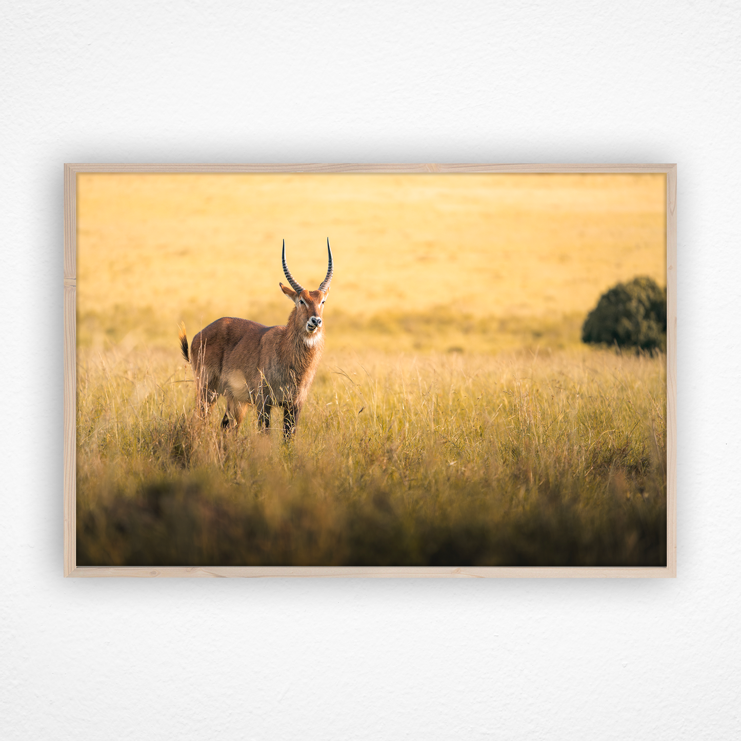 Waterbuck au couché du soleil dans un cadre en chêne