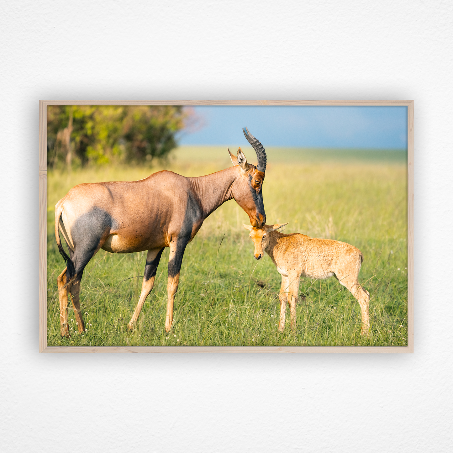 Antilope topi qui câline son petit dans un cadre en chêne