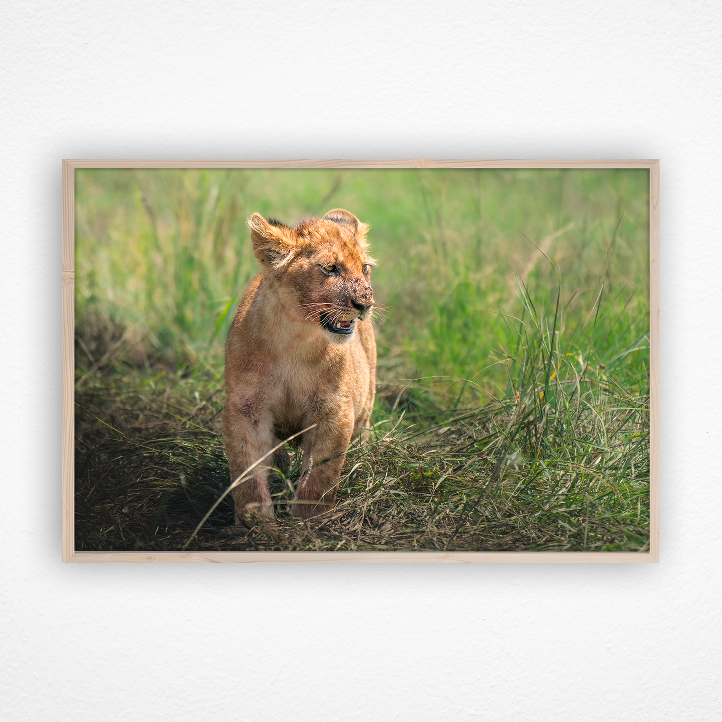 Lionceau qui marche avec des taches de sang sur la bouche dans un cadre en chêne