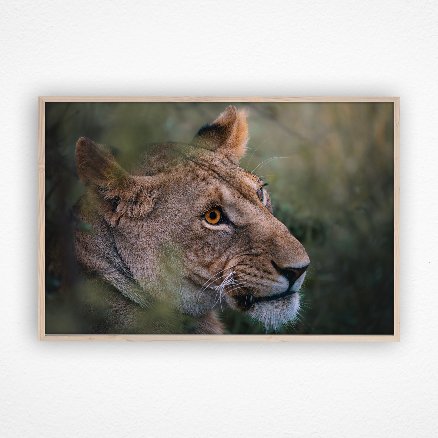Lionne de profil avec des yeux oranges dans un cadre en chêne