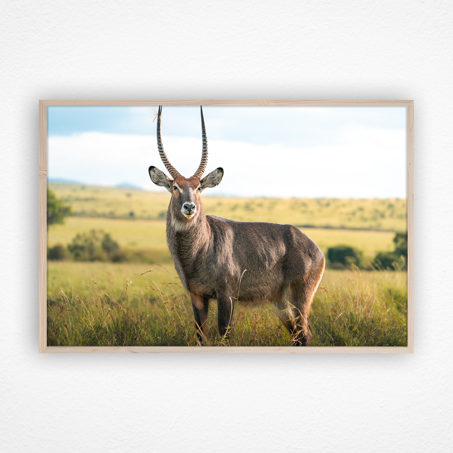 Antilope waterbuck dans la savane dans un cadre en chêne