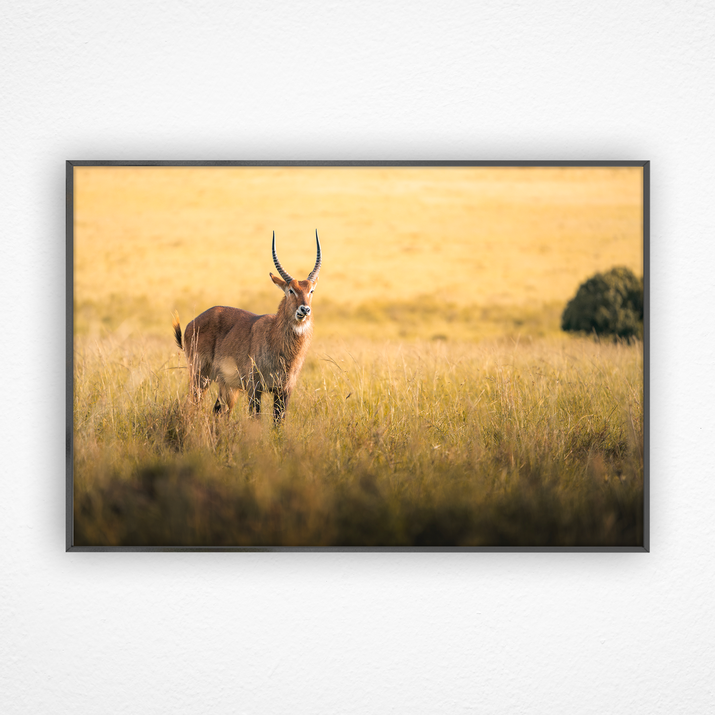 Waterbuck au couché du soleil dans un cadre noir