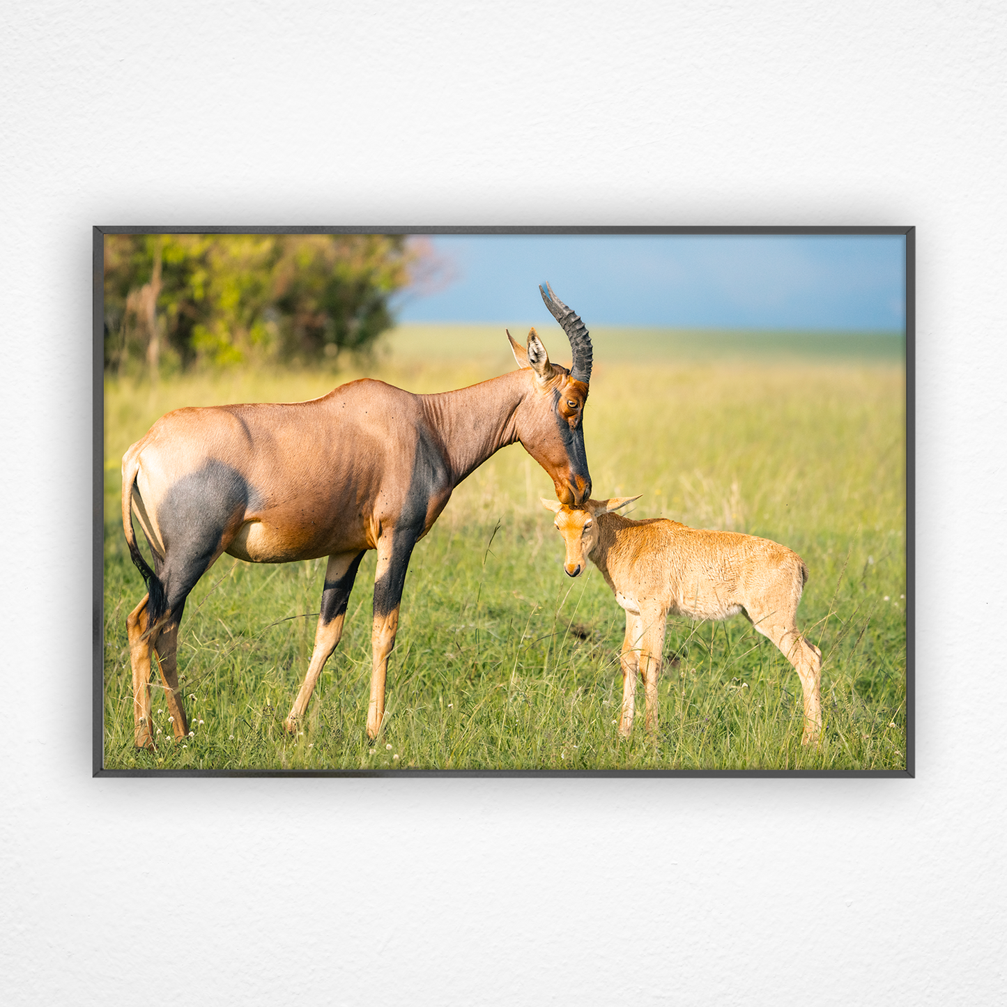 Antilope topi qui câline son petit dans un cadre noir