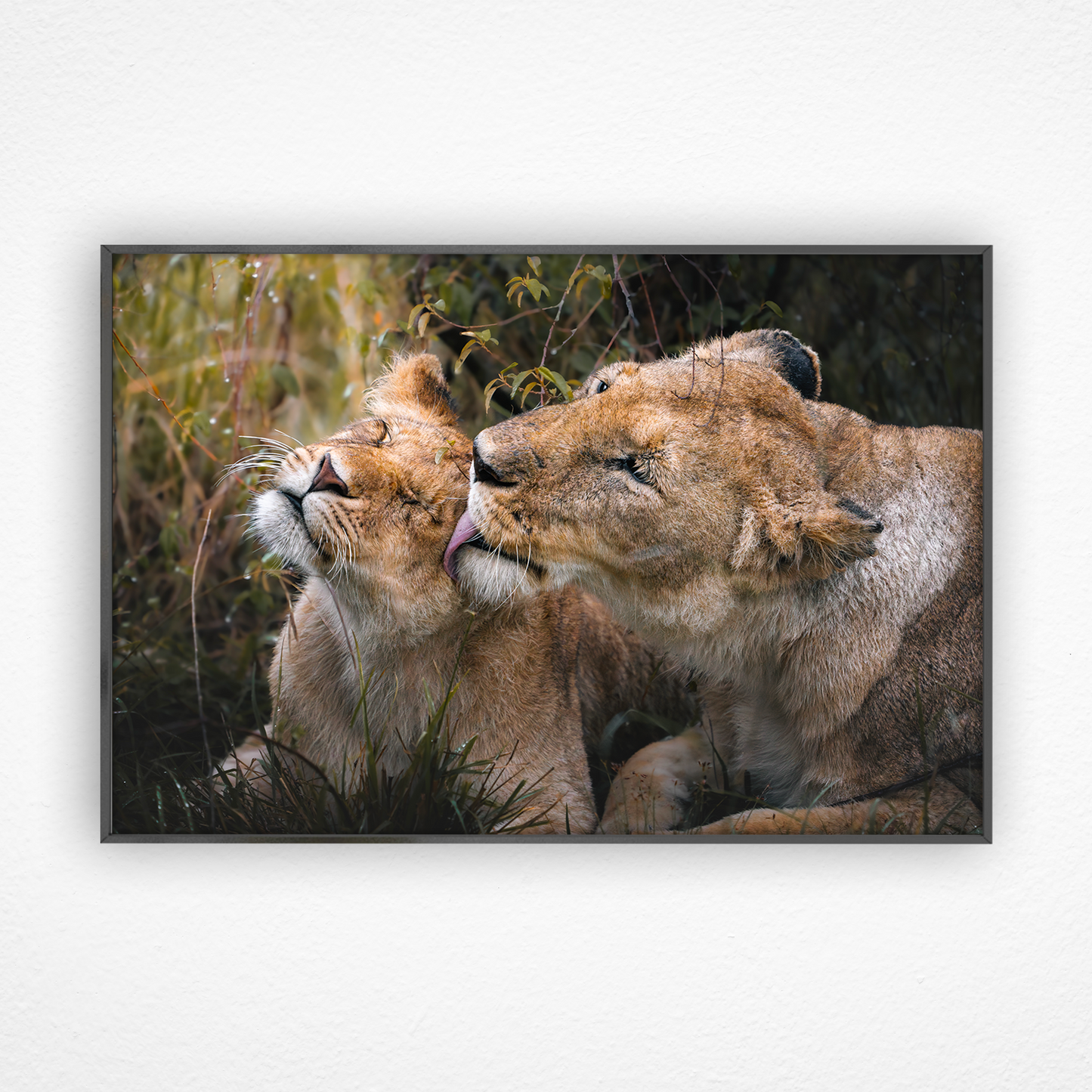 Lionne qui nettoie son bébé dans un cadre noir