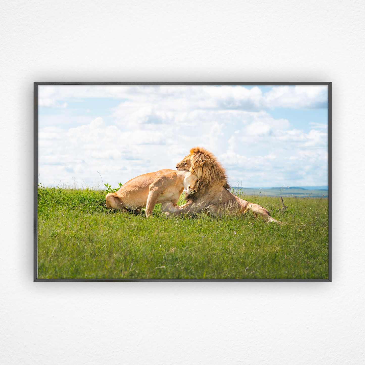Lion et lionne qui se câlinent dans un cadre noir