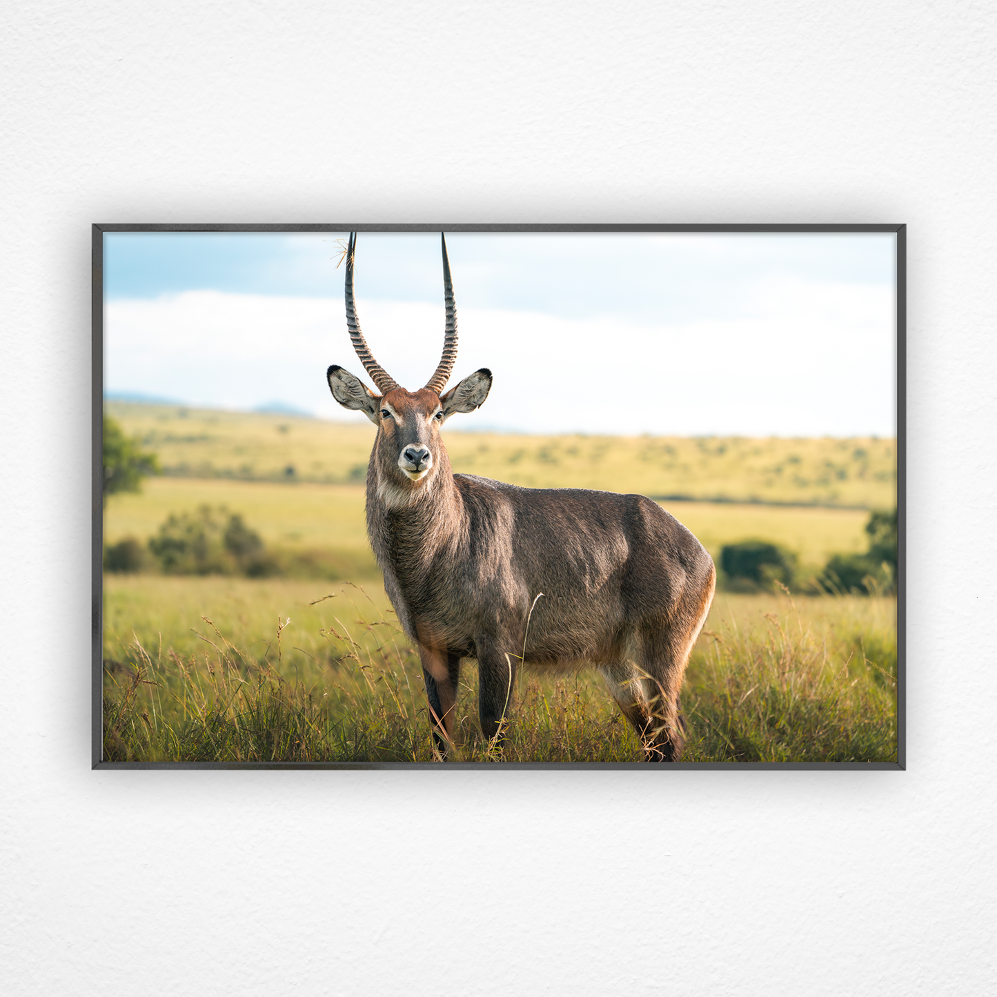 Antilope waterbuck dans la savane dans un cadre noir