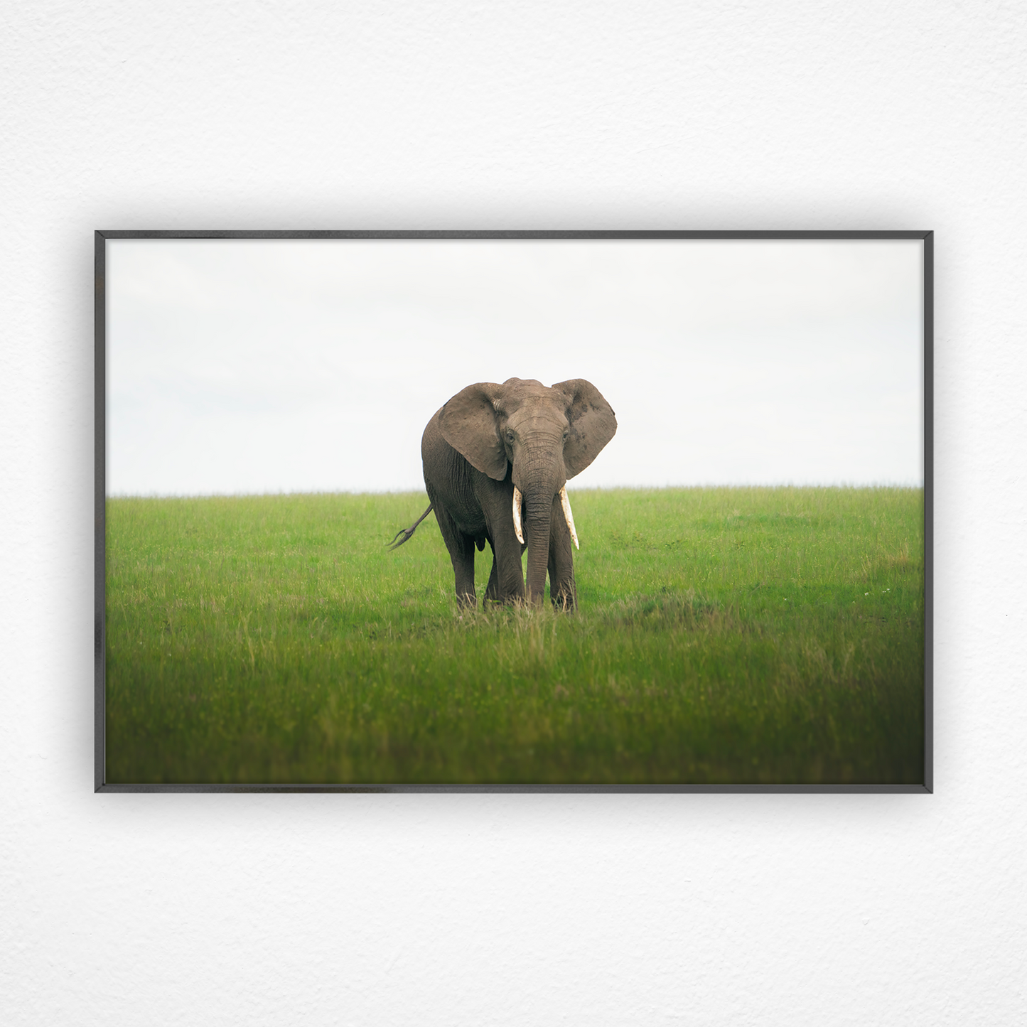 Éléphant qui marche dans la savane dans un cadre noir