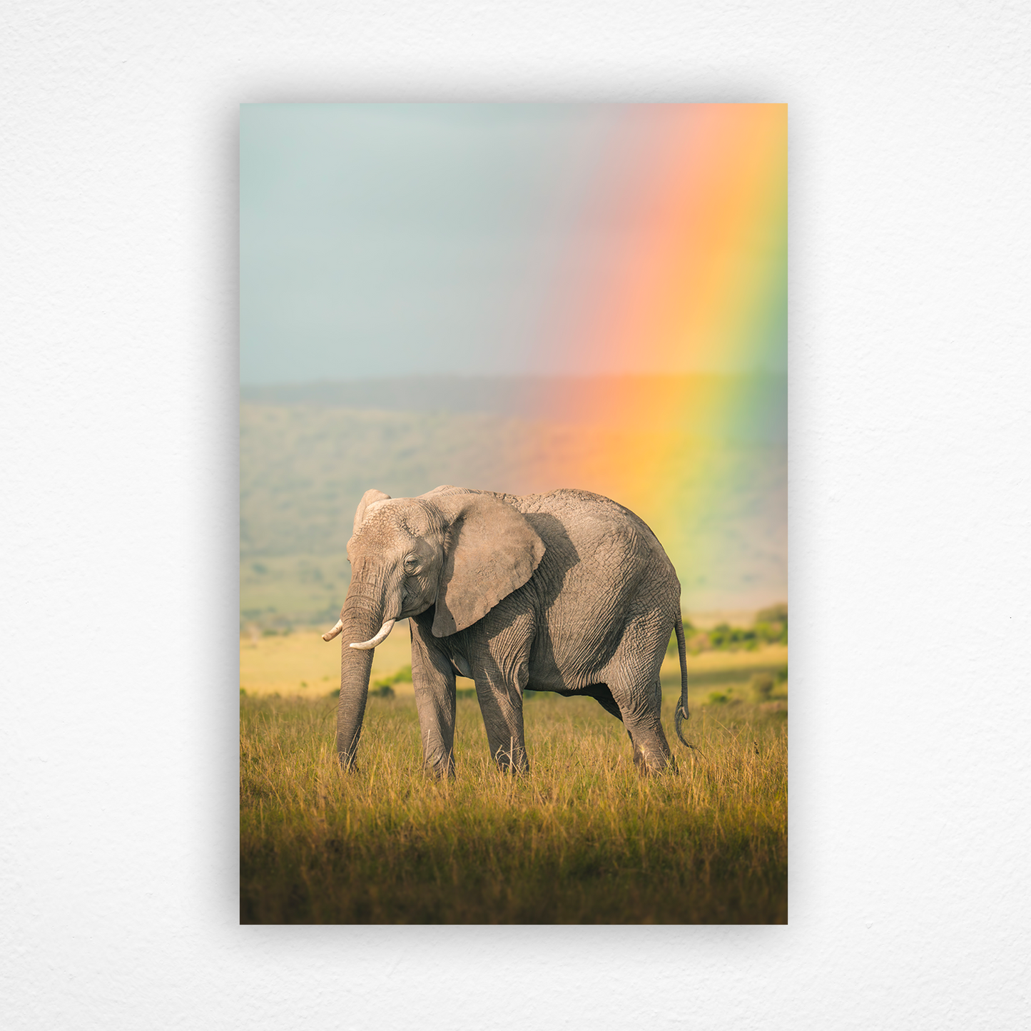 Éléphant debout devant un arc-en-ciel