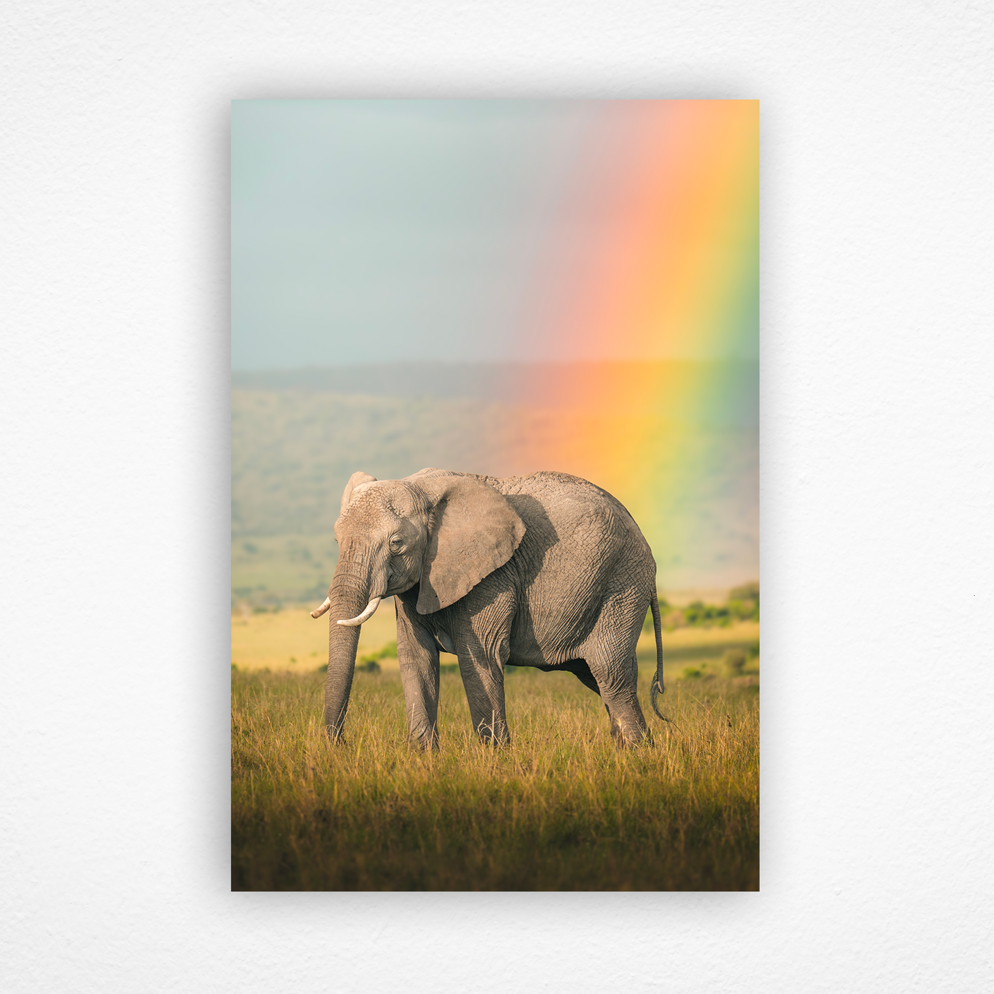 Éléphant debout devant un arc-en-ciel