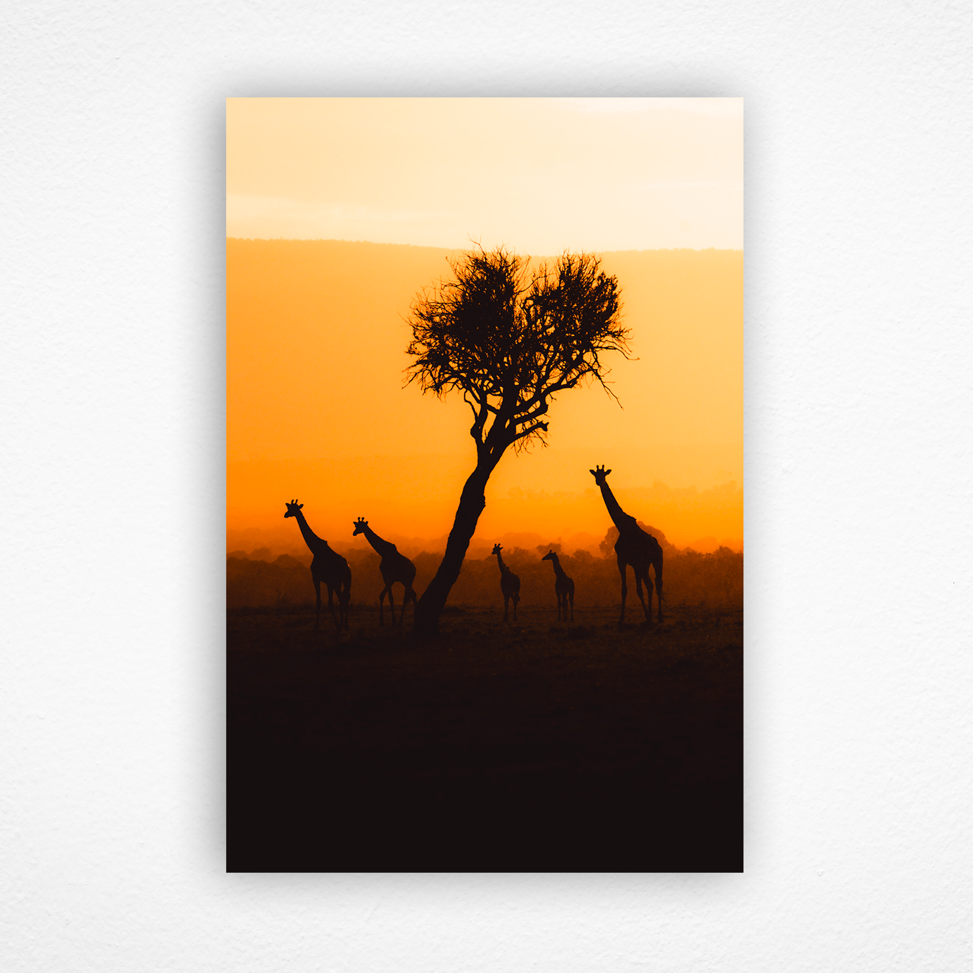 Silhouette de girafes au couché du soleil