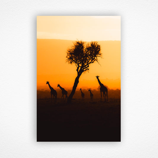 Silhouette de girafes au couché du soleil