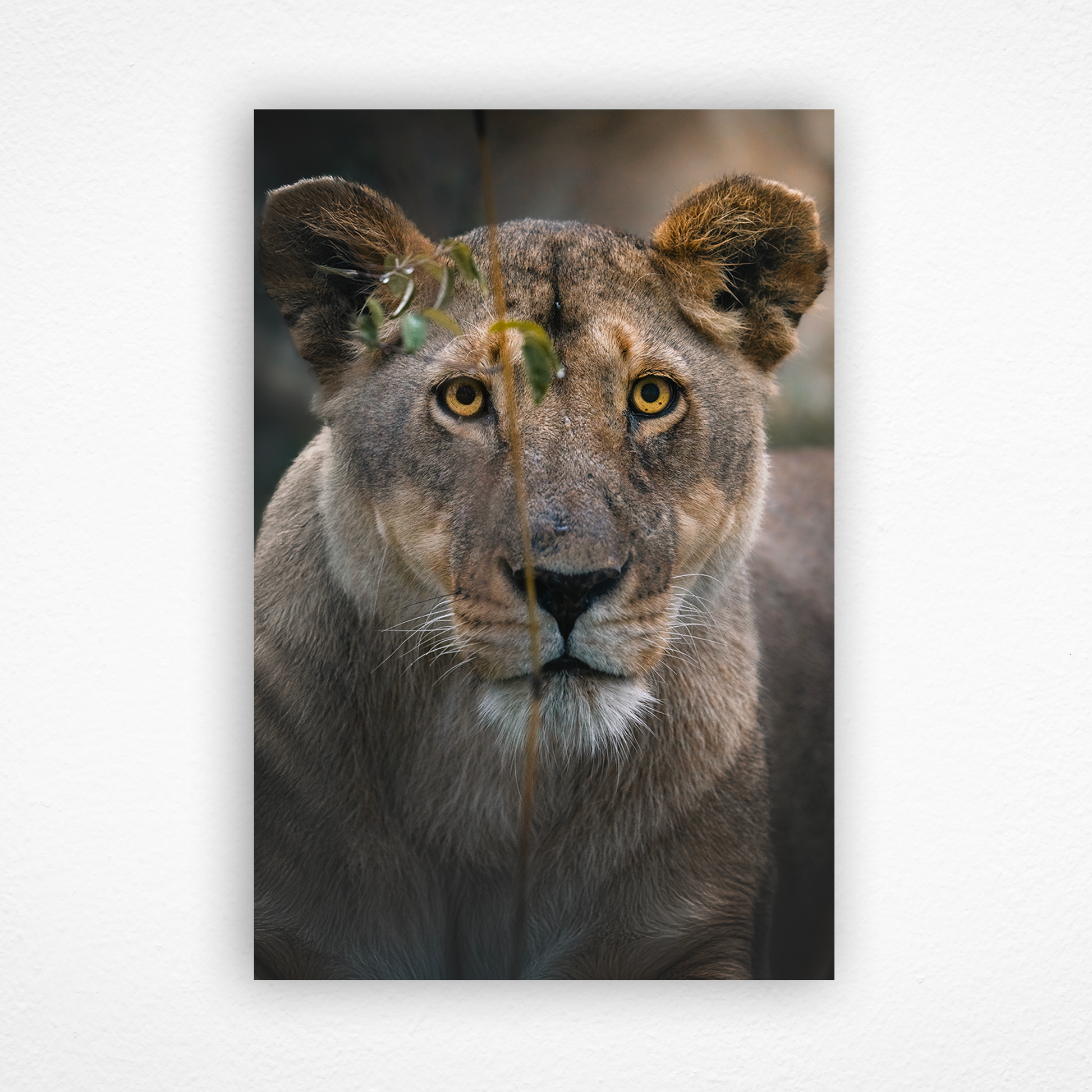 Regard de lionne intense