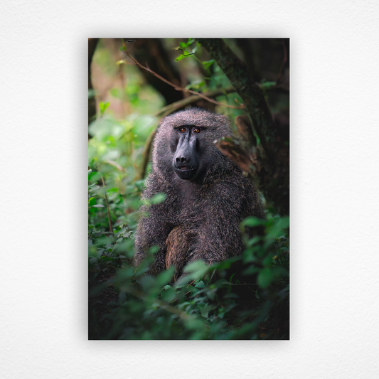 Babouin dans la forêt qui sourit