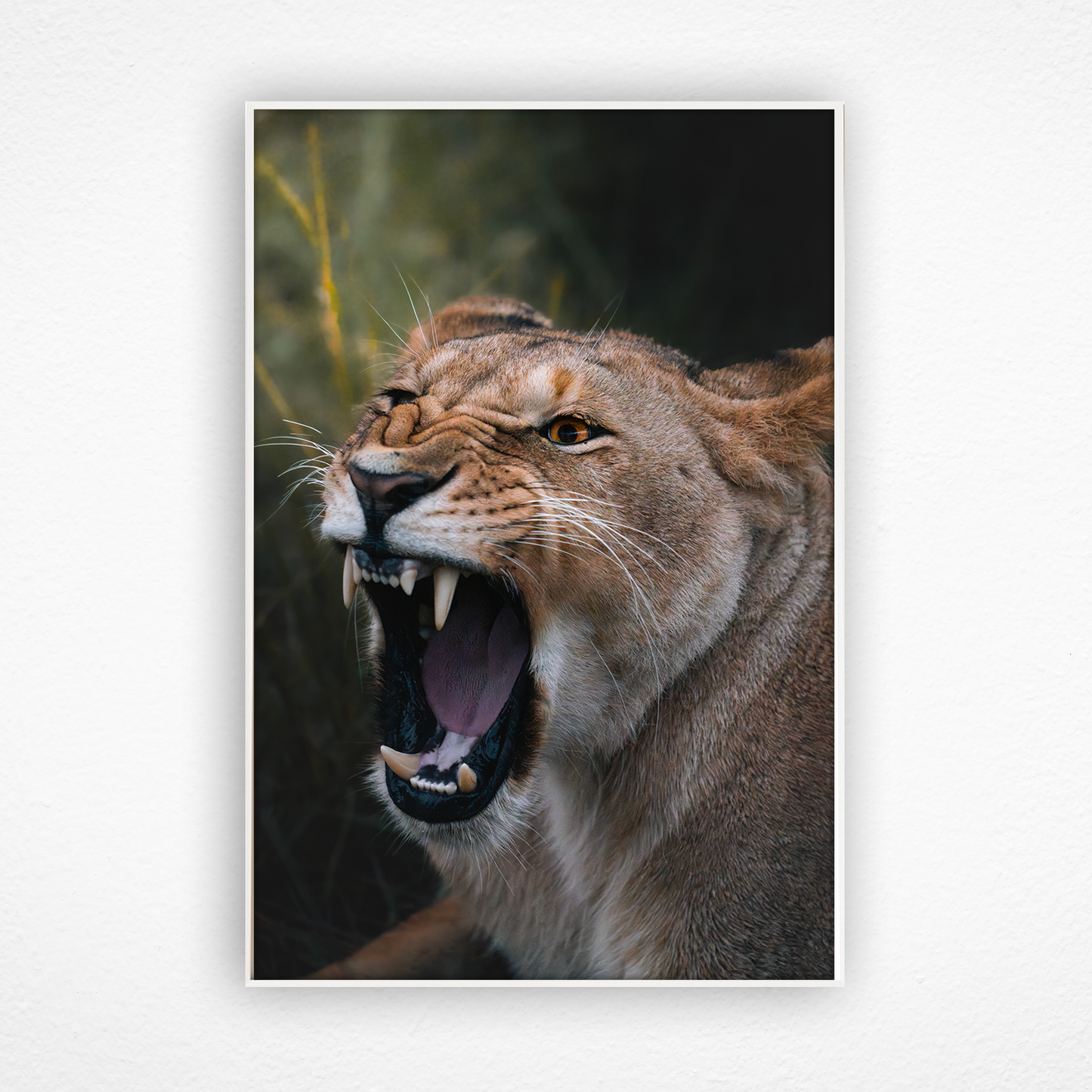 Rugissement de lionne dans un cadre blanc
