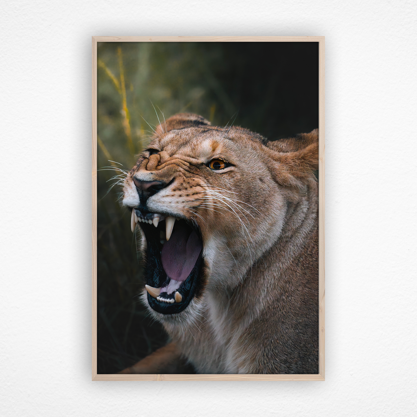Rugissement de lionne dans un cadre en chêne