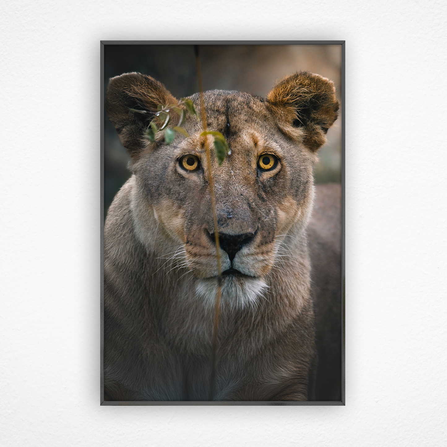 Regard de lionne intense dans un cadre noir