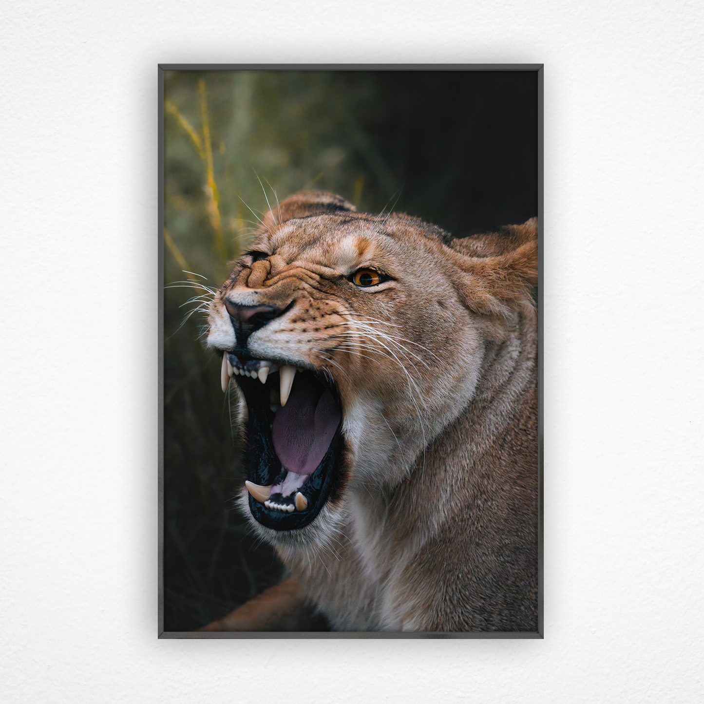 Rugissement de lionne dans un cadre noir