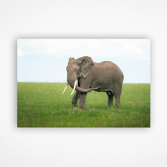 Éléphant la trompe au vent